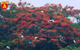 Ngắm đảo cò Hưng Yên mùa phượng vỹ